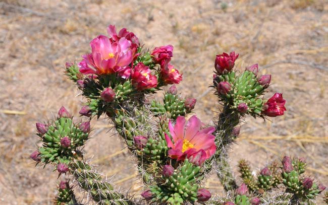 Walkingstick Cactus blooms from spring to mid-summer (April-August). Cylindropuntia spinosior Walkingstick Cactus blooms from spring to mid-summer (April-August). Cylindropuntia spinosior
